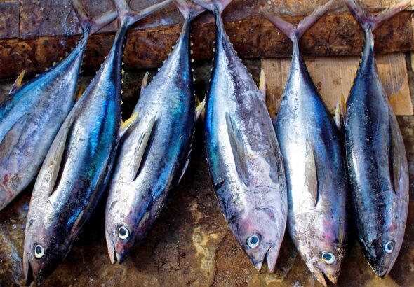 tuna